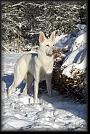 90 snow * 2592 x 3872 * (11.36MB)